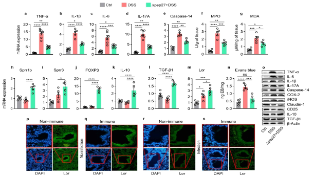 Δpep27 induces Tregs and inhibits proinflammatory cytokines expression and permeability. a-e Proinflammatory cytokines and caspase-14 transcripts were determined by qPCR. f-i Oxidative stress response as an assessment of reactive oxygen species (ROS) and reactive nitrogen species (RNS) was quantified by myeloperoxidase (MPO) and malondialdehyde (MDA) assays (f, g) and validated with antioxidant SPRR genes using qPCR analysis (h, i). j-l Treg transcription factor (J) and anti-inflammatory mediators (k, l) in colon samples were determined by qPCR. m, n Epithelial integrity was determined by Lor transcript and Evans blue dye assay. o Levels of various proteins were confirmed by western blot using β-actin as an internal control. p-s Immunohistochemistry analysis in lung samples from immunized and non-immunized mice before and after challenge with lethal pneumococcal strain D39 were stained with Loricrin with magnification at 200x and scale bar, 100 μm