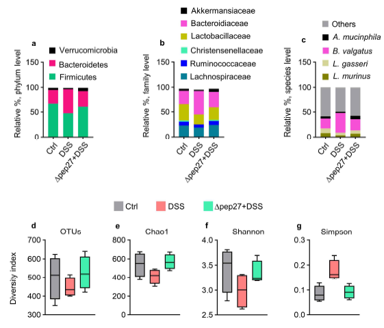 Δpep27 restores healthy gut microbiota and species diversity. a-g Effects of Δpep27 on the microbial composition at various taxonomic levels in the DSS induced colitis (DIC) mice. Fecal pellets were analyzed by pyrosequencing of the 16S rRNA. Relative abundance (%) at phylum (a), family (b), and species level (c). Microbiome taxonomic profile revealed that the major phyla of A. mucinphila, B. valgatus, L. gasseri and L. murinus constitute approximately 40% of whole bacterial population at species level (c). d-g Diversity indices of gut microbiota were evaluated as (d) operational taxonomic unit (OUT) counts, (e) Chao1 (f) Shannon and (g) Simpson in the correspondent groups