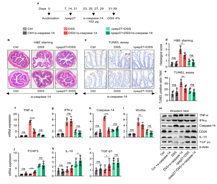 Δpep27 represses caspase-14 via Treg induction and alleviates DIC. a-e Blockade of caspase-14 expression via anti-caspase-14 neutralization assay (a). After caspase-14 neutralization using caspase-14 antibody (a), colon samples were H&E stained (b) and analyzed by TUNEL assay c. Representative photomicrographs of H&E staining at 20x magnification, scale bar = 200 μm and histological score (b, d) and (c, e) TUNEL assay (200′ magnification, scale bar = 100 μm) after anti-caspase-14-treatment. f-l Transcripts in the colon samples were analyzed by qPCR. m Protein levels were confirmed by western blot