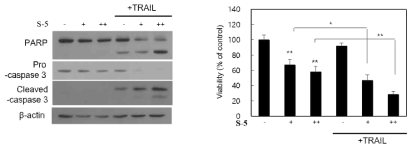 S-1과 TRAIL 병용 처리 시 TRAIL sensitizing 효과 확인