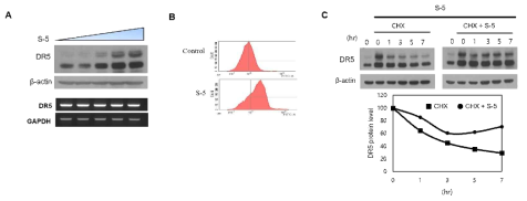 S-5에 의한 TRAIL 유도 세포사멸 증진 효과와 DR5의 관련성 확인