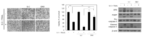 S-5과 TRAIL 병합 처리 시 DR5 upregulation의 중요성
