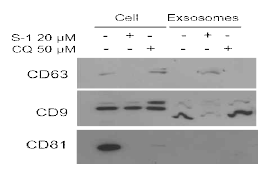 S-1의 엑소좀 표지 단백질 확인