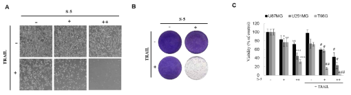 S-5에 의한 TRAIL 유도 세포사멸 증진 효과 확인