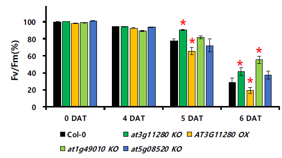 돌연변이체들의 암스트레스 조건에서의 잎의 노화 표현형. 야생형(Col), at3g11280 ko, AT3G11280 OX, at1g49010 ko, at5g08520 ko변이체의 암스트레스에 의한 잎의 노화과정에서 광합성 효율의 변화. Error bar는 standard error (n>20)를 의미함. ‘*’는 야생형과 비교하여 통계적으로 의미 있는 차이를 보이는 경우임