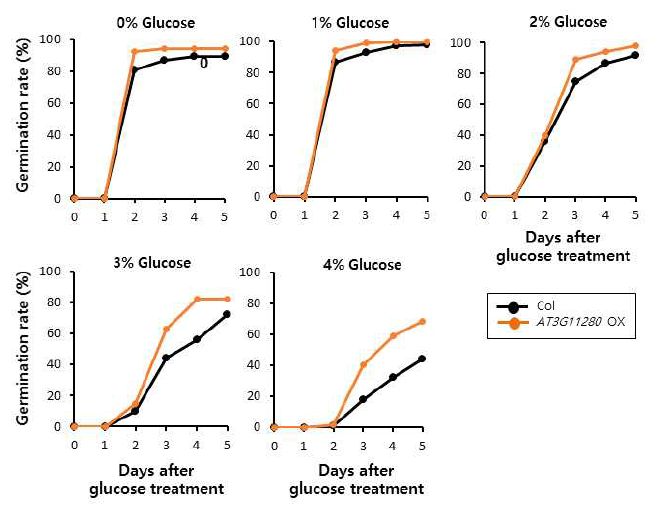 AT3G11280 OX의 glucose 스트레스 조건에서의 발아 반응. Control 배지와 1~4% glucose를 포함한 배지에서의 야생형 (Col)과 AT3G11280 OX의 발아율을 1일 간격으로 측정함. 발아의 기준은 radicle이 보이는 시점으로 정함