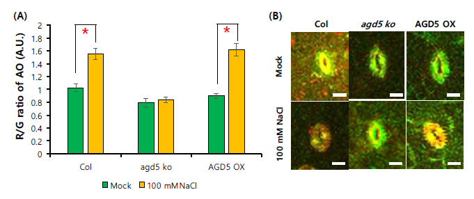 AGD5 변이체의 염스트레스에 의한 노화 과정에서 vacuole의 pH의 변화. 100 mM NaCl을 1일간 처리한 시료와 처리하지 않은 애기장대 잎을 AO로 염색한 후 R/G ratio의 변화(A)와 대표 세포 사진(B). Error bar는 standard deviation(n>12)을 의미함. Scale bar = 5 μm. ‘*’는 control과 비교하여 통계적으로 의미 있는 차이를 보이는 경우임