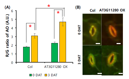 AT3G11280 변이체의 암스트레스에 의한 노화 과정에서 vacuole의 pH의 변화. 3일간 암처리를 한 시료와 하지 않은 애기장대 잎을 AO로 염색한 후 R/G ratio의 변화(A)와 대표 세포 사진(B). Error bar는 standard deviation(n>12)을 의미함. Scale bar = 5 μm. ‘*’는 control과 비교하여 통계적으로 의미 있는 차이를 보이는 경우임