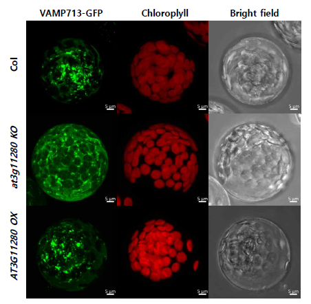 AT3G11280 변이체의 VAMP713 localization. 야생형, at3g11280 ko, AT3G11280 OX rosette leaf mesophyll cells의 원형질체에서 VAMP713-GFP, chlorophyll autofluorescence의 대표 사진. Scale bar = 5 μm