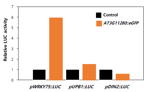 AT3G11280에 의한 WRKY75, UPB1, DIN2 promoter의 활성화. 상대적인 luciferase 활성도는 control 샘플의 값을 기준으로 계산함