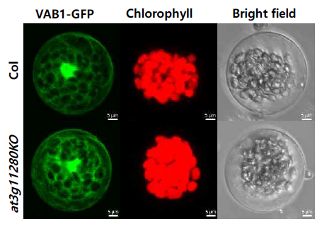 AT3G11280 변이체에서의 VAB1 localization. 야생형과 at3g11280 ko rosette leaf mesophyll cells의 원형질체에서 VAB1-GFP, chlorophyll autofluorescence의 대표 사진. Scale bar = 5 μm