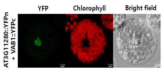 AT3G11280과 VAB1의 protein-protein interaction. 각각 YFP의 N-terminal과 C-terminal에 fusion된 AT3G11280과 VAB1을 포함한 plasmid DNA를 transfection한 원형질체에서 하여 YFP 형광이미지와 chlorophyll autofluorescence의 대표 사진. Scale bar = 5 μm