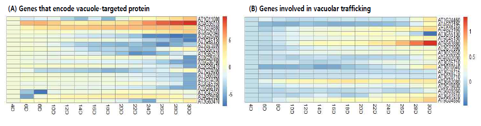 나이에 따른 vacuole-targeted protein 유전자(A)와 vacuolar trafficking 관련 유전자(B)의 발현. 4 DAE에서 30 DAE까지의 잎에서 유전자의 발현을 비교함. 각 유전자의 발현은 4 DAE를 기준으로 상대적인 발현정도를 표시함