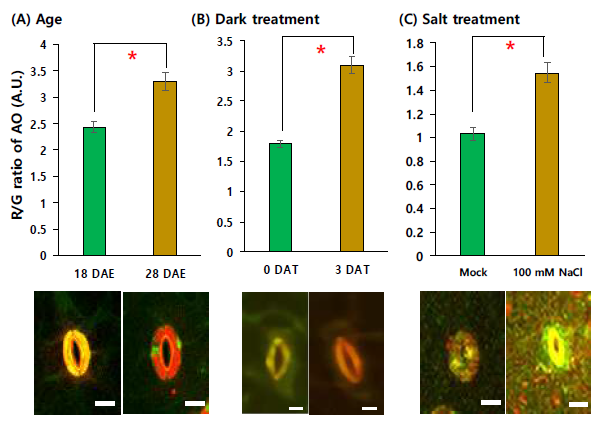 애기장대 잎의 노화에 의한 vacuole의 pH의 변화. (A) 잎의 나이, (B) 암스트레스, (C) 염스트레스 조건에서 AO staining 후 R/G ratio 변화. Error bar는 standard deviation(n>12)을 의미함. Scale bar = 5 μm. ‘*’는 control과 비교하여 통계적으로 의미 있는 차이를 보이는 경우임