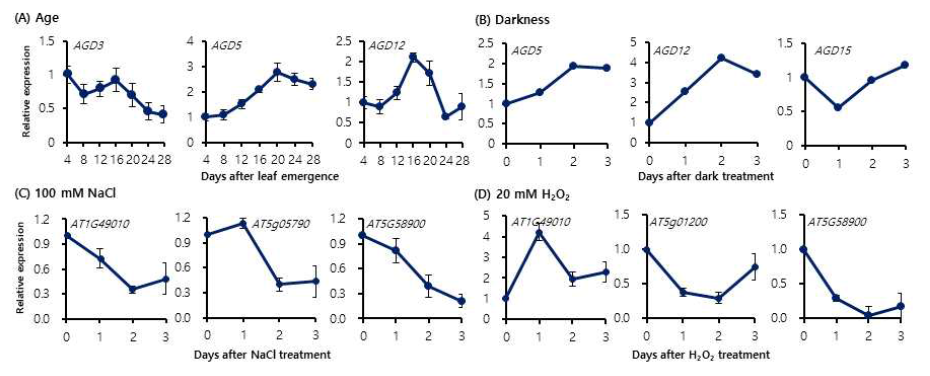 다양한 노화 조건에서 대상유전자의 발현. 잎의 나이(A), 암(B), 염(C), 산화스트레스(D) 조건에서 대상유전자의 발현을 분석하였음. 각 유전자의 발현은 ACT2의 발현을 기준으로 정량화를 하였으며 처리하기 전의 시료에서의 발현을 1로 하여 상대적인 발현량을 표시하였음. 총 3회의 실험에서의 유전자 발현의 평균값과 표준편차를 나타냄