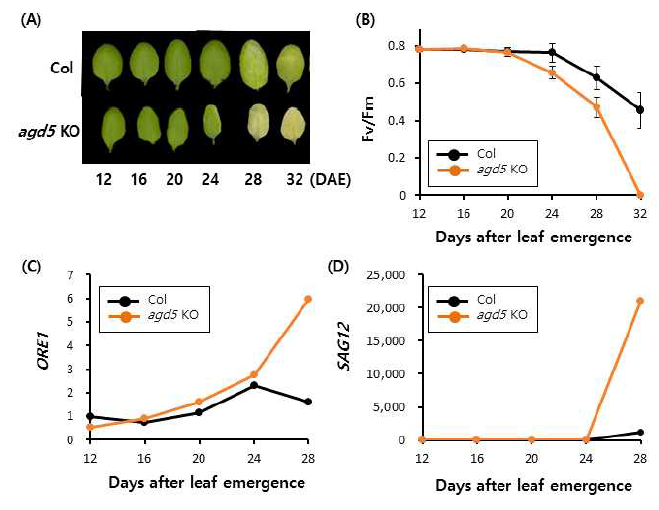 agd5 KO T-DNA 삽입변이체의 나이에 따른 잎의 노화 표현형. 야생형(Col)과 agd5 ko 변이체의 나이에 따른 잎의 사진(A)과 광합성율(B)의 변화. Error bar는 standard error(n>20)를 의미함. 마커유전자인 ORE1(C)과 SAG12(D)의 발현 변화