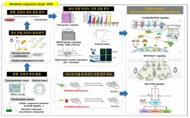대사 조절 타겟 유전자 조절 균주의 신호전달 체계 규명