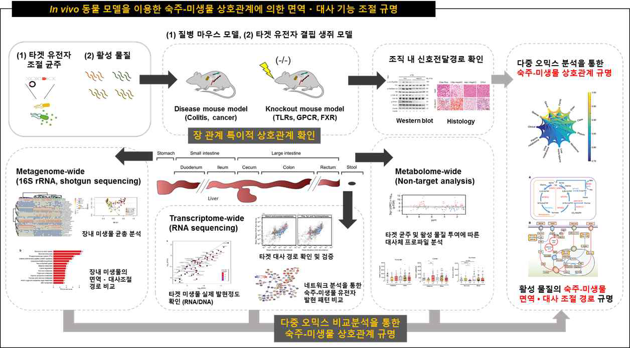 동물 모델을 이용한 숙주·미생물 상호관계 규명