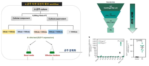 장내 미생물 유래 효능 물질 분획 및 단일 물질 분리