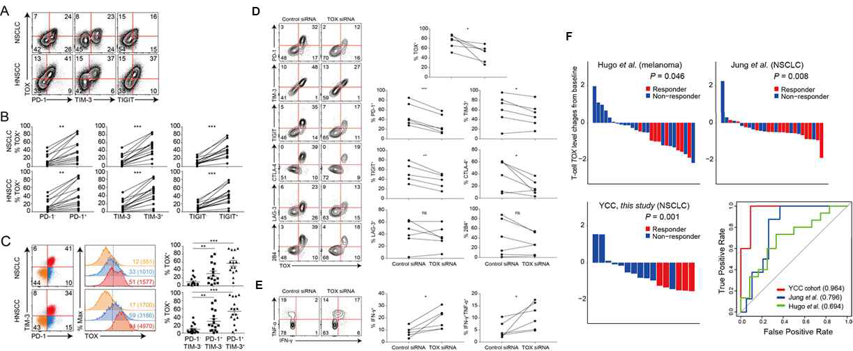 암미세환경 내 CD8 T세포와 TOX 발현과 면역체크포인트 분자 발현 상관관계(A-C); TOX 발현억제를 통한 T세포 탈진 감소(D, E); T세포 TOX 발현과 PD-1 항체치료 반응간의 관계(F)