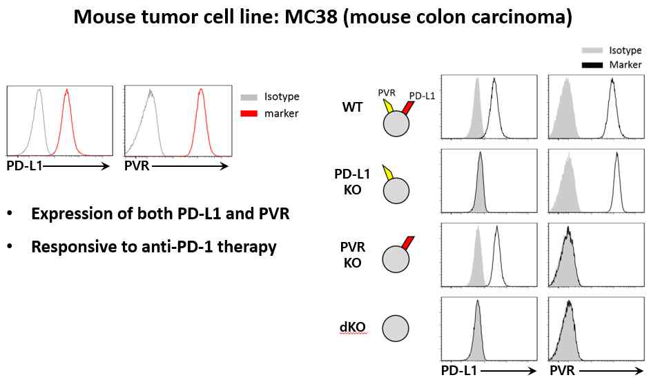 특정 면역관문리간드 발현 생쥐 암 세포주 MC38 제작