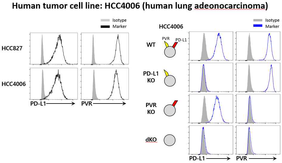 특정 면역관문리간드 발현 인간 암 세포주 HCC4006 제작