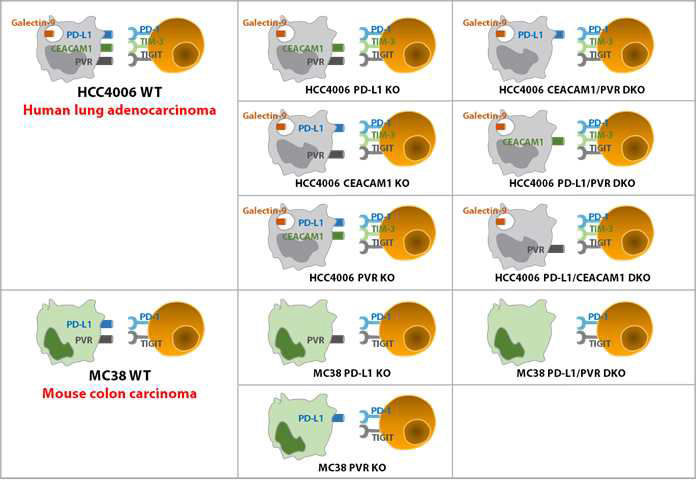 특정 면역관문리간드를 발현하도록 구축한 인간 및 생쥐 암 세포주