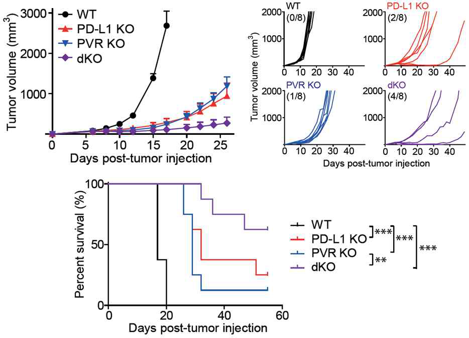 PD-L1 또는 PVR 발현에 따른 종양생성 및 생존율 변화