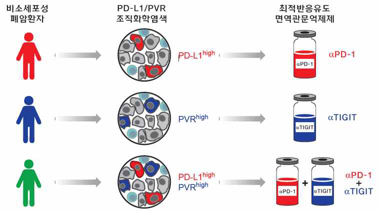 PD-L1/PVR 발현에 따른 최적의 면역관문저해제 조합 제시 가능성