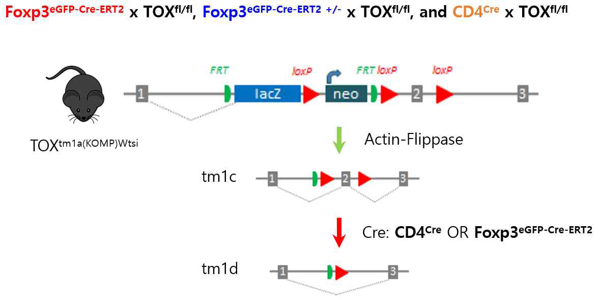 특정 면역세포 특이적 TOX KO 마우스 제작 모식도
