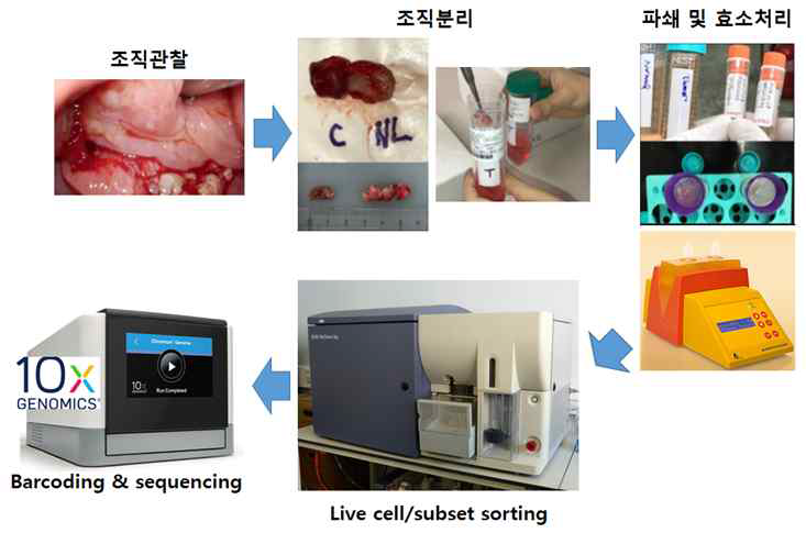 폐암조직 내 단일세포 분리 시스템 구축