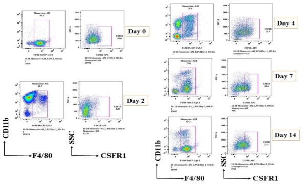 CSF-1R, TRM인 alveolar macrophage의 특이적 marker