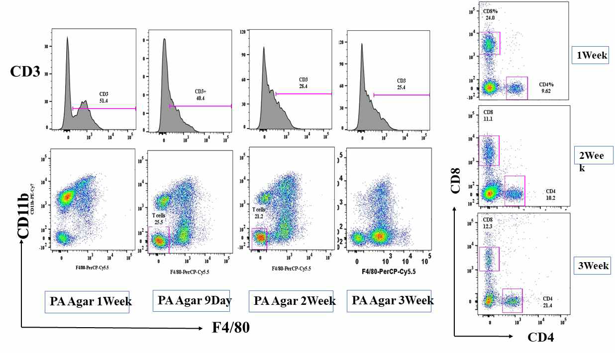 녹농균 감염에 의한 T cell population 생성