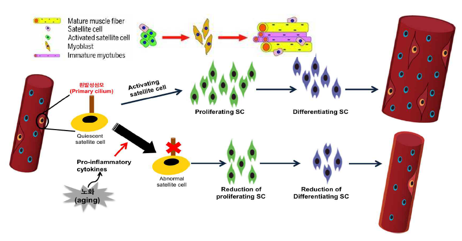 실험 가설의 모식도 염증 유도인자에 의한 근육세포의 원발성 섬모 및 근육 발생 이상