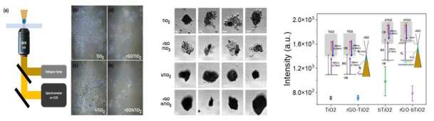 백색광 산란 이미징, 455nm 레이저 빛에 의한 흡수 이미지, TiO2 및 bTiO2 입자에서 발생하는 TSFG의 rGO의 영향하에 변화되는 에너지 다이아그램