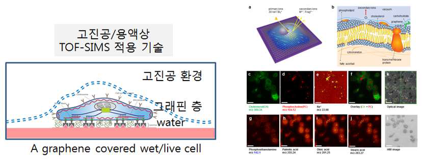 고진공/용액상 TOF-SIMS 분석 방법과 세포 SIMS 이미징 결과