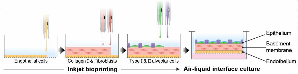 잉크젯 바이오 프린팅을 이용한 세포주 기반 3차원 폐포 모델 제작 모식도