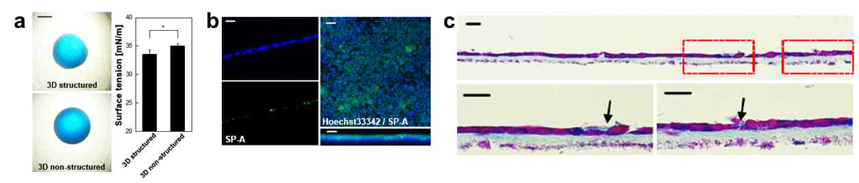 3차원 폐포 모델 상피 표면의 폐 계면활성제 분비 확인 (a) 상피 표면 장력 측정 (b) SP-A 면역 염색 (c) Alcian Blue 염색