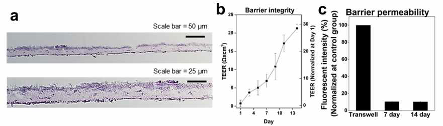 인체 폐 유래 일차세포 기반 3층 구조 폐포 모델의 평가 (a) 제작된 모델의 3층 구조 확인 (b) 장벽 저항 평가 (c) 장벽 투과성 평가
