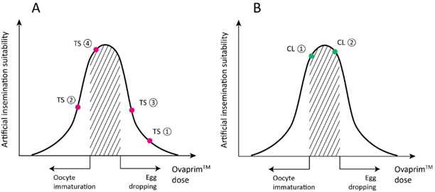 까치상어 및 화이트팁상어에서의 OvaprimⓇ 투여량 최적화. A: 1년차 과제 수행 중 까치상어에서의 OvaprimⓇ 투여 용량 최적화 실험 결과. 총 4차에 걸친 실험 결과 (TS ①-④), 마지막 회차의 실험이 AI 수행에 가장 적합한 조건이었음을 확인할 수 있다. B: 2년차 과제 수행 중 화이트팁상어에서의 OvaprimⓇ 투여 용량 최적화 실험 결과. 총 2차에 걸친 실험 결과 (CL①, CL②), 두 조건 모두 AI 수행에 적합한 조건이었음을 확인할 수 있음