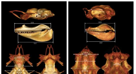 무태상어 (좌)와 환도상어 (우)의 CT 3DVRI chondrocranium 및 측정 수행한 해부구조 턱뼈와 두개골에 걸쳐서 총 13개의 해부구조를 선택하였음