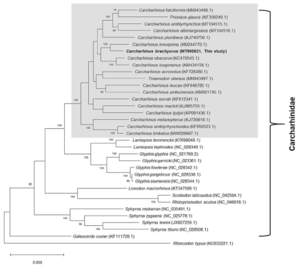 흉상어과 상어종들을 대상으로 진행한 계통수 분석. Mitochondrial genome 분석이 되어있는 종만을 대상으로 분석하였다. Mitogenome상에 있는 13개 단백질 코딩 유전자를 이용하여 계통수 분석을 수행하였으며, maximum-likelyhood 방법을 이용하였음