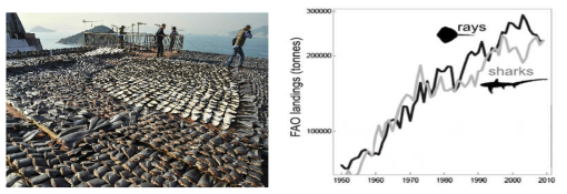 샥스핀 채취를 위해 희생되는 상어 및 판새류 포획량 증가 그래프 (FAO)