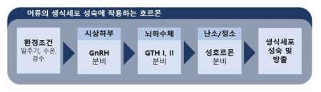 어류의 생식세포 성숙에 작용하는 호르몬