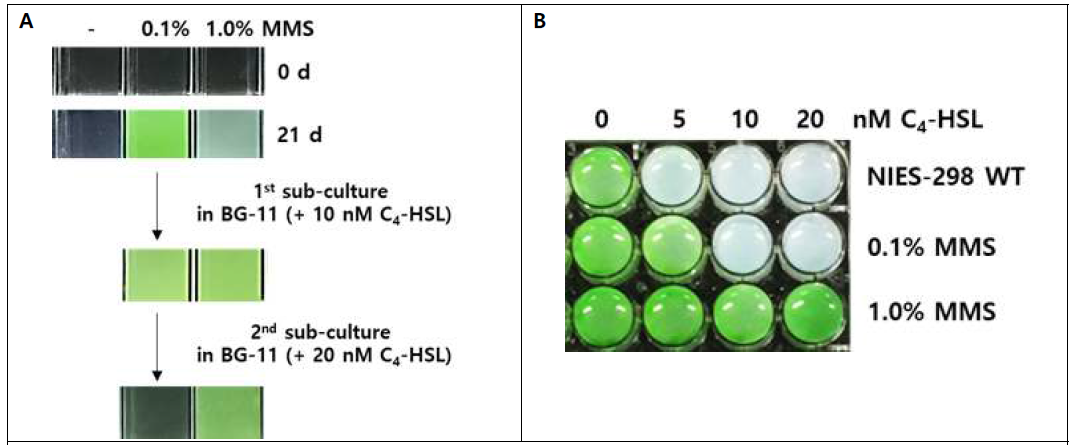 (A) MMS mutagen을 이용한 C4-HSL 저항성 유해균주 선별 과정 (B) 선별된 저항성 균주의 sensitivity to C4-HSL