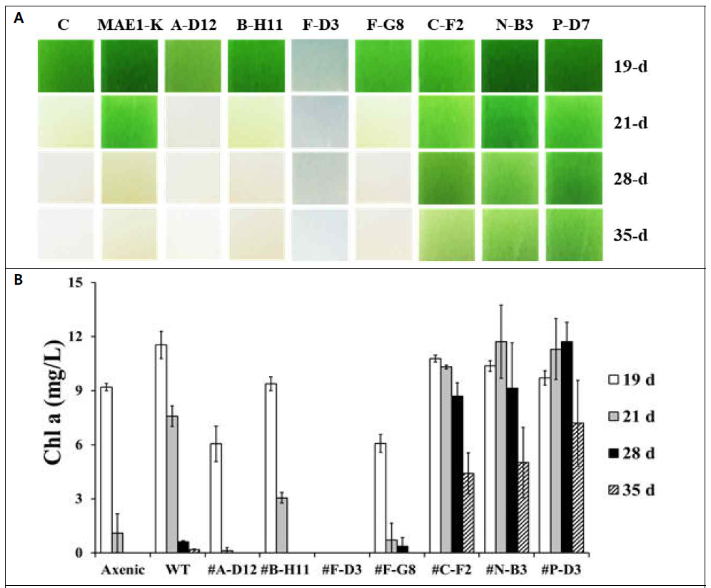 공생미생물 Pseudomonas sp. MAE1-K의 mutants의 유해조류 순수배양체 NIES-298 세포사멸기 영향성 사진(A) 및 유해조류 생장(B) 실험. C, 순수배양체 NIES-298 무처리구
