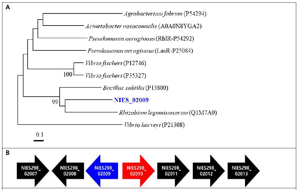 (A) 유해조류 M. aeruginosa NIES-298의 NIES298_02009 단백질과 세균의 LuxR 간 아미노산 염기서열 기반 계통학적 분석. (B) 유해조류 genome 상에서 NIES-298_02009와 주변 유전자 위치도. NIES-298_02007, Serine/threonine-protein kinase B; NIES-298_02008, hypothetical protein; NIES-298_02009, Transcriptional regulatory protein LiaR Two-component system; NIES-298_02010, Histidine kinase; NIES-298_02011, Cobalt-precorrin-5B C(1)-methyltransferase; NIES-298_02012 GMP synthase [glutamine-hydrolyzing]; NIES-298_1_02013, hypothetical protein