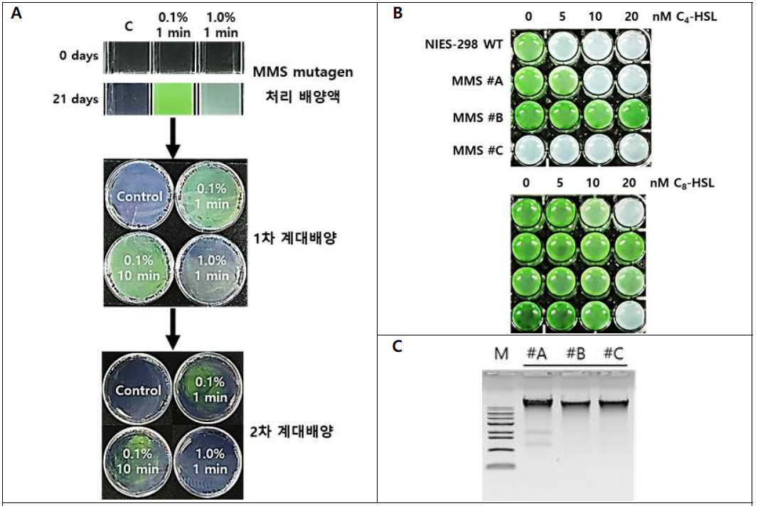 (A) MMS mutagen을 이용한 유해조류 M. aeruginosa NIES-298의 random mutant library 제작과 C4-HSL 저항성 돌연변이 균주를 선발하기 위한 실험. C4-HSL의 경우 MMS 처리 배양액, 1차 계대배양, 2차 계대배양에서 5, 10, 20 nM로 농도를 높여 저항성 균주를 단계적으로 선별함. (B) 선발된 3개의 돌연변의 균주의 QS signal 별, 농도별 저항성 검증 실험. (C) 돌연변이 균주의 유전체 염기서열 분석을 위한 genomic DNA 추출 전기영동 사진