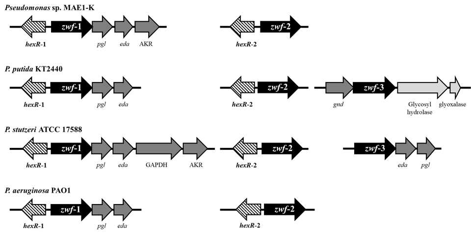 공생미생물 Pseudomonas sp. MAE1-K와 다른 Pseudomonas 균주에서의 zwf 유전자의 genetic organization