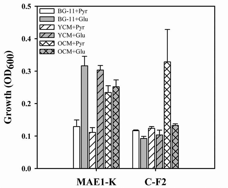 공생미생물 Pseudomonas sp. MAE1-K 야생형 균주와 zwf-1 돌여변이 균주 (C-F2) 간 탄소 이용성 비교 실험. 탄소원을 함유하지 않은 유해조류 배지인 BG-11을 이용하여 glucose (Glu, 0.1%)와 pyruvate (Pyr, 0.1%)를 유일 탄소원으로 사용함. 또한 MAE1-K 생장 및 탄소이용성에 대한 유해조류 대사산물의 영양성을 평가하기 위하여 대수증식기 (YCM)와 세포사멸기 (OCM) 유해조류 단독배양체 상등액 10%를 첨가함